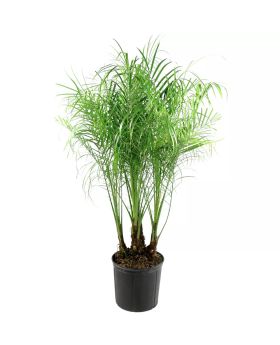 Rebellini Palm