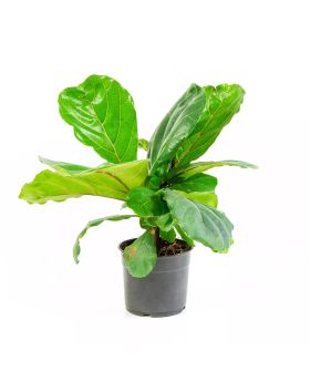 Fiddle Leaf Fig