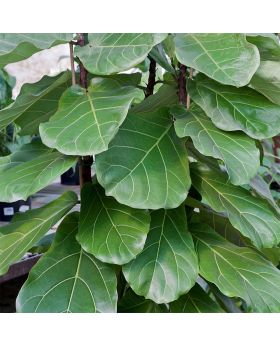 Fiddle Leaf Fig