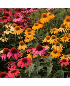 Echinacea Cheyenne Spirit