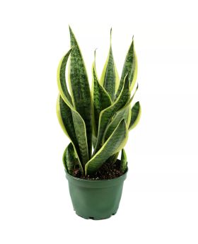 Snake Plant 'Laurentii'