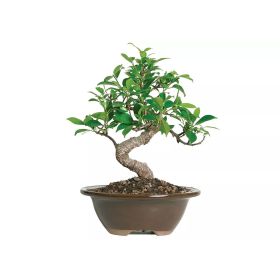 Brussel's Bonsai