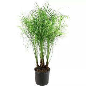 Rebellini Palm