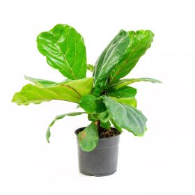 Fiddle Leaf Fig