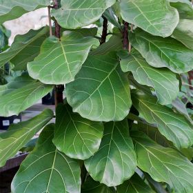 Fiddle Leaf Fig