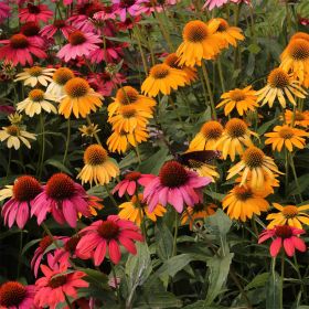 Echinacea Cheyenne Spirit