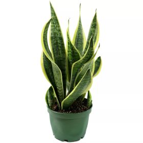 Snake Plant 'Laurentii'